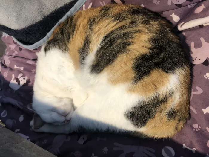 Mimi, a calico cat, curled up asleep in a patch of sun on a purple blanket printed with cats and dogs